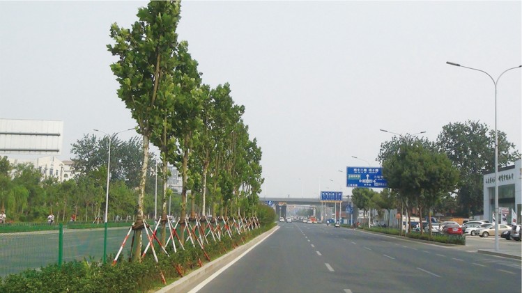 濟南市濟齊路道路改造綠化工程施工第一標段